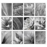 Комплект (12 шт.) предметных тетрадей 48л. BG "Succulents", матовая ламинация